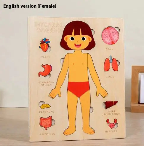 Quebra-cabeça Órgãos do Corpo Humano