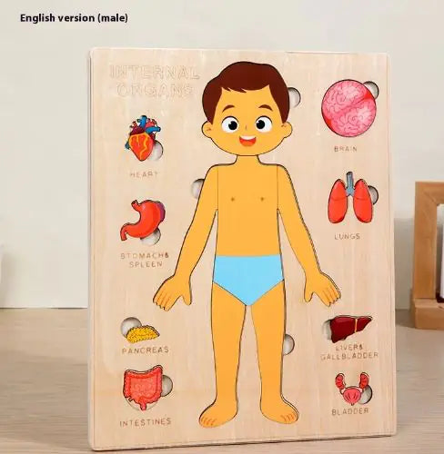 Quebra-cabeça Órgãos do Corpo Humano