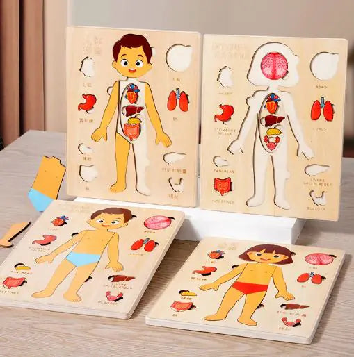 Quebra-cabeça Órgãos do Corpo Humano